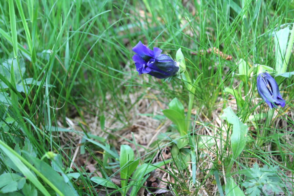 Gentiana acaulis